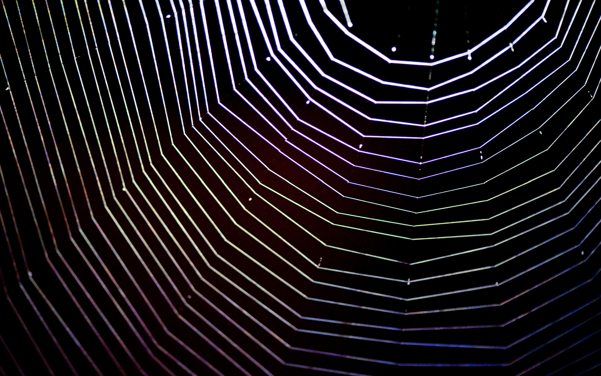 Image: A spider web.