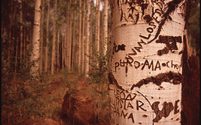 Image: A tree which has had words carved into it.