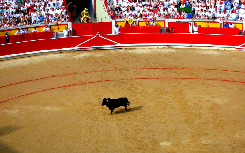 Image: A bull in the center of a bullfighting ring.