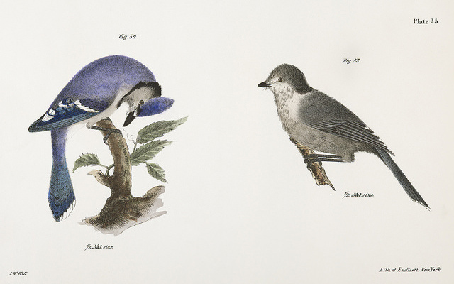 Image: Illustrations of a bluejay.