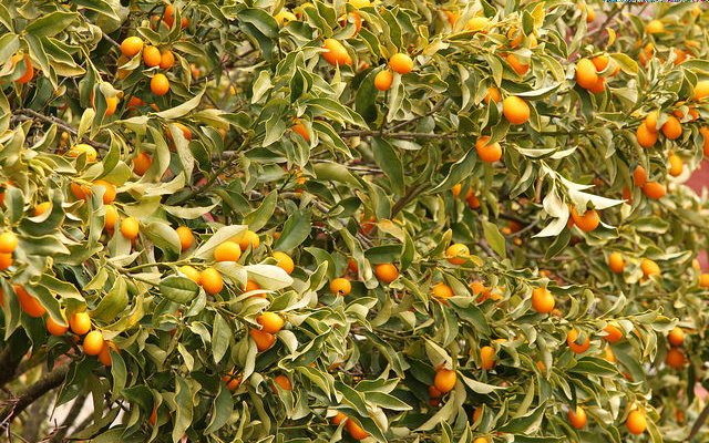 Image: A Kumquat tree with fruit.