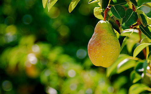 Image A pear hanging from a tree.