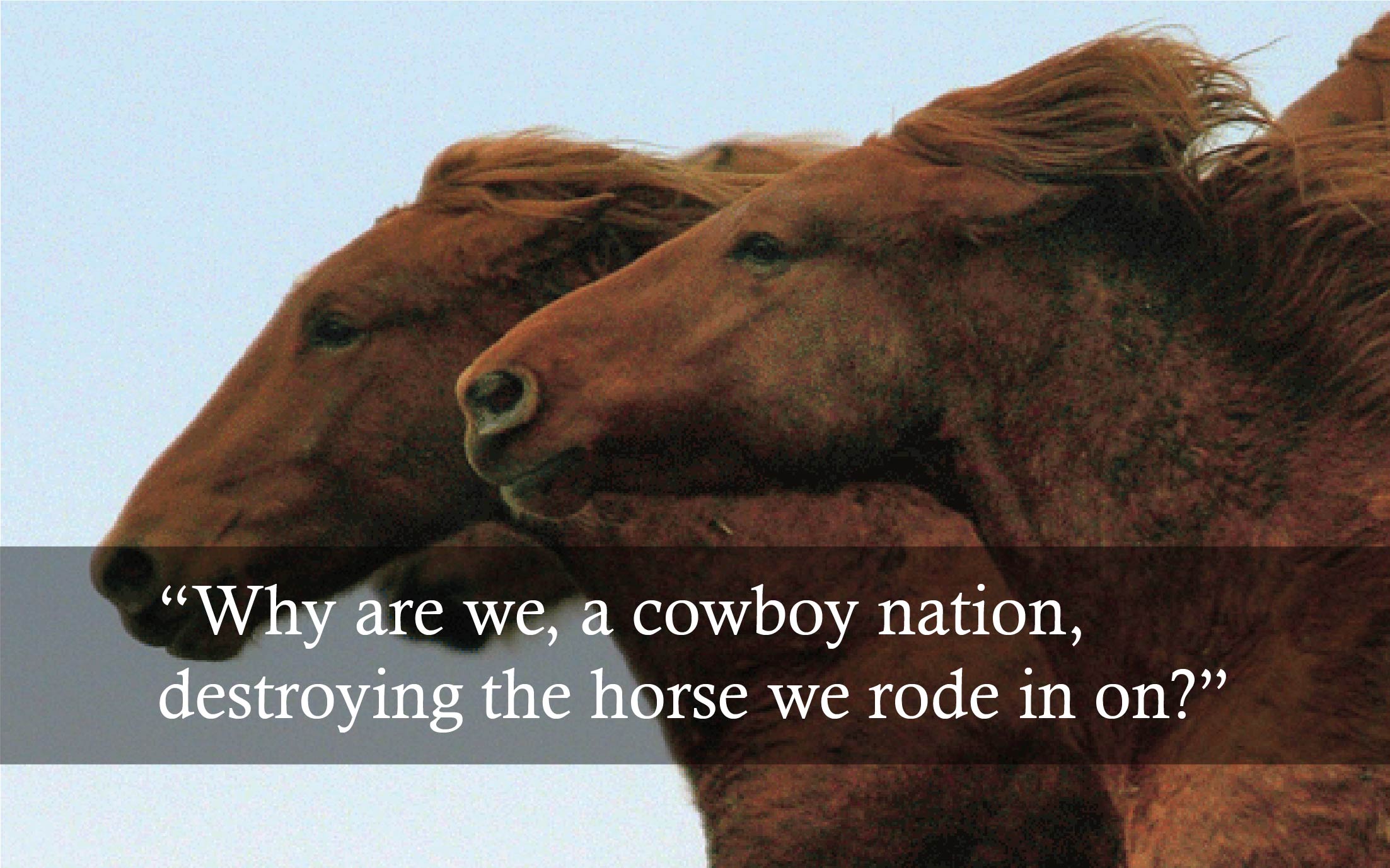 Test over horses reads, "what are we, a cowboy nation, killing the horses we rode in on.