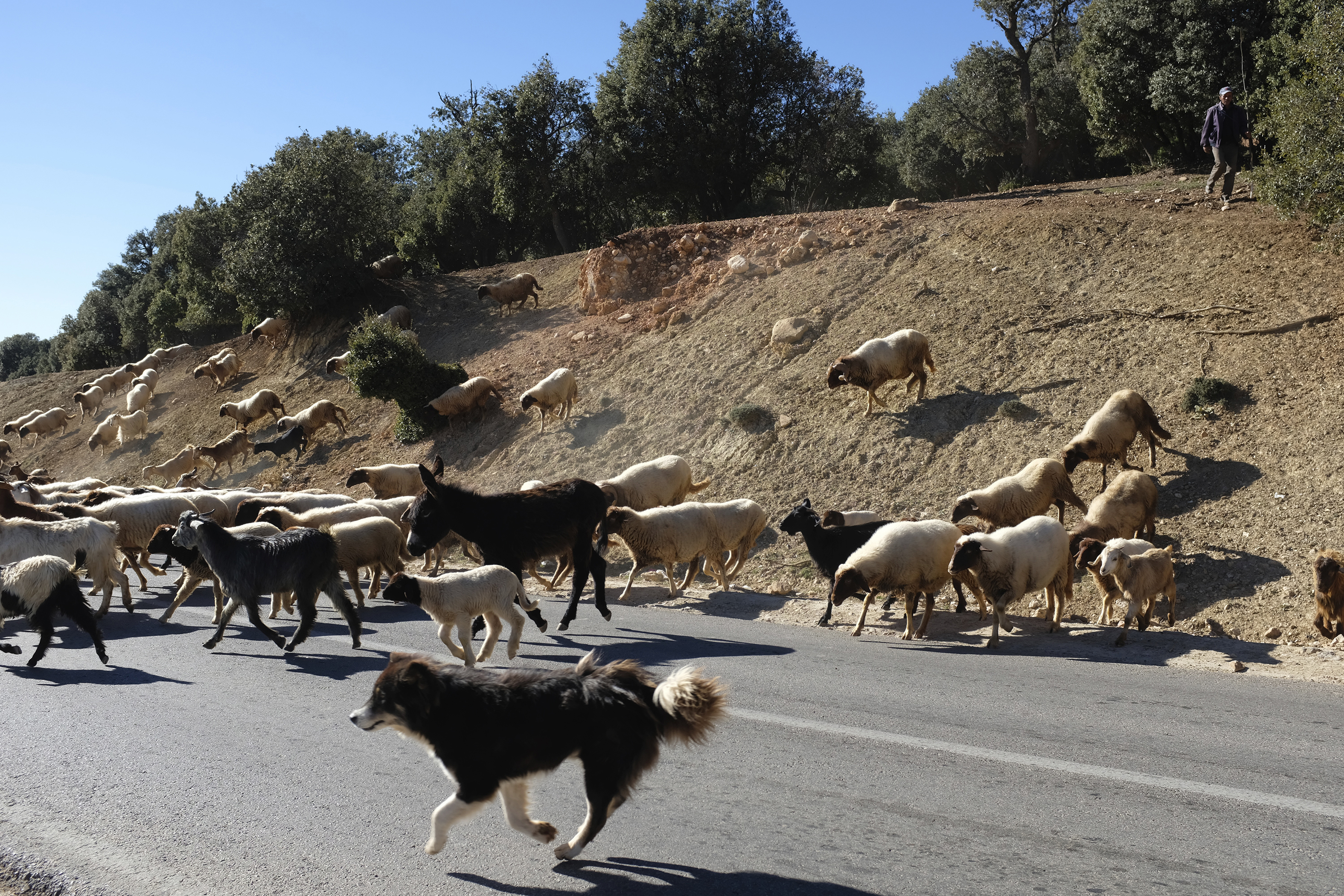 Sheep_crossing_highway_2_Atlas_Mountain_Morocco
