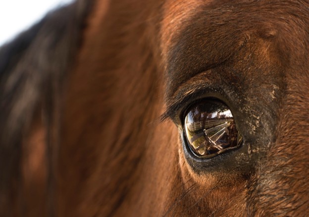 Pictured: A close up of a horse eye.