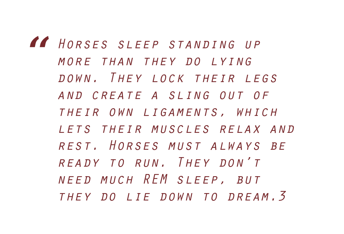 Pictured: Factoid about sleeping horses