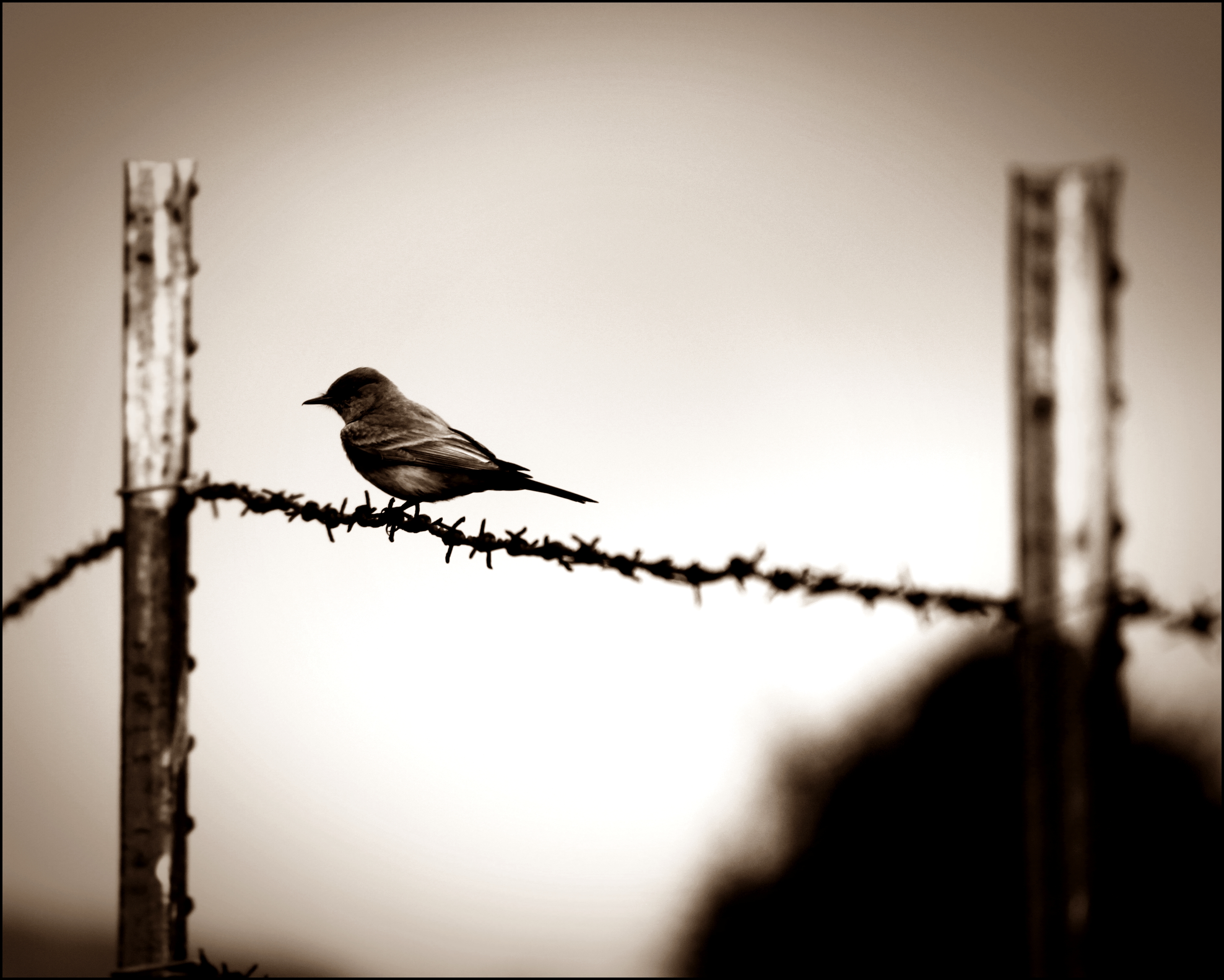 Sepia tone photograph of a lone bird sitting on a power line.